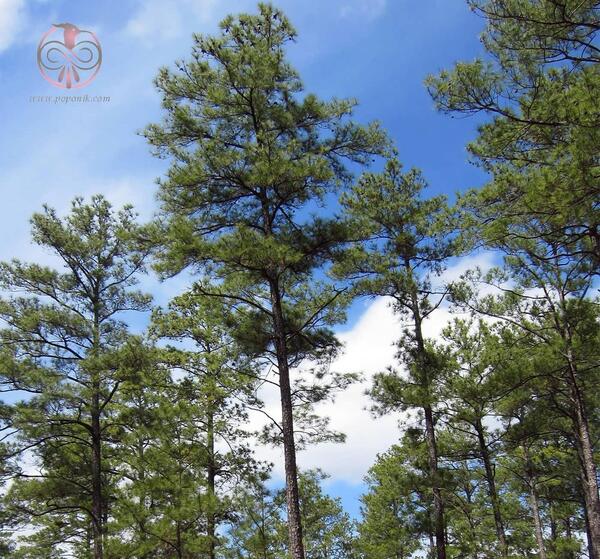 عکس طبیعت درخت کاج