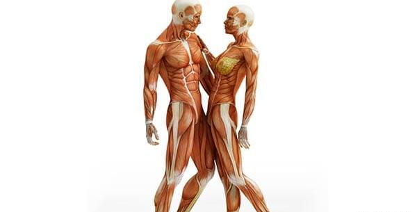 عکس آناتومی بدن طراحی