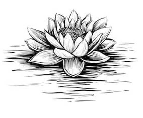 عکس گل طراحی شده بامداد