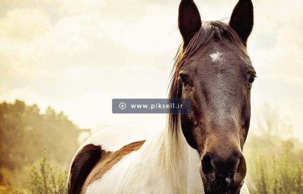 عکس اسب سفید زیبا در طبیعت