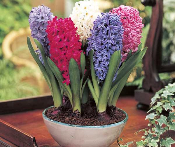 عکس گل و گلدان برای پروفایل