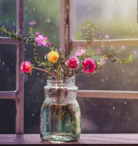 عکس گل و گلدان برای پروفایل