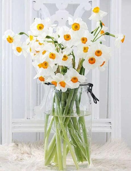 عکس گل و گلدان برای پروفایل