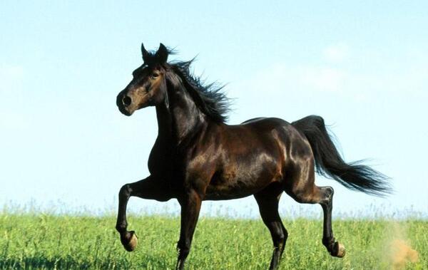 عکس از اسب عربی