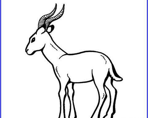 عکس نقاشی آهو ساده