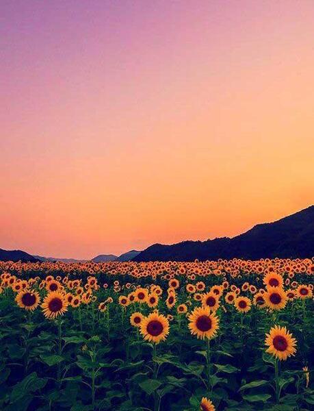 عکس طبیعت بهاری برای استوری