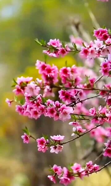 عکس طبیعت بهاری برای استوری