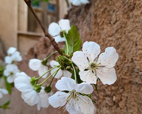 عکس طبیعت بهاری برای استوری