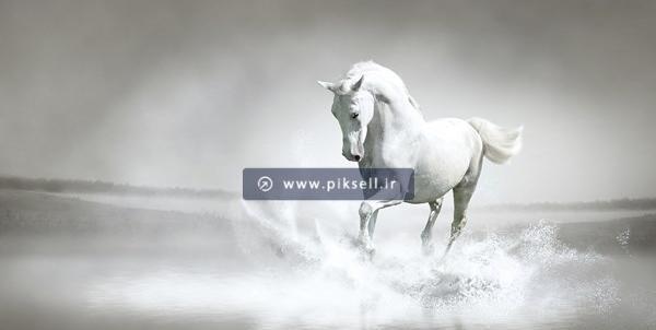 عکس اسب در حال دویدن در دریا