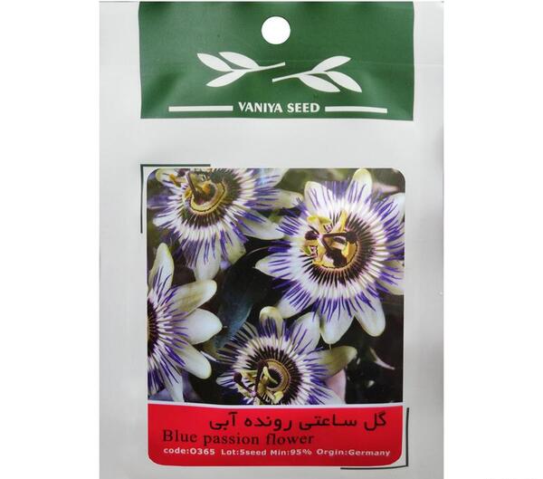 عکس بذر گل ساعتی