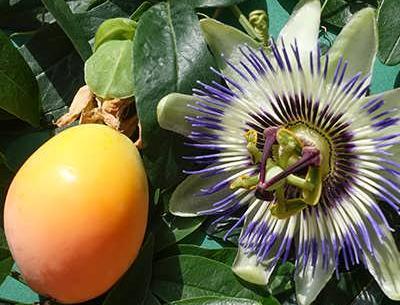 عکس بذر گل ساعتی
