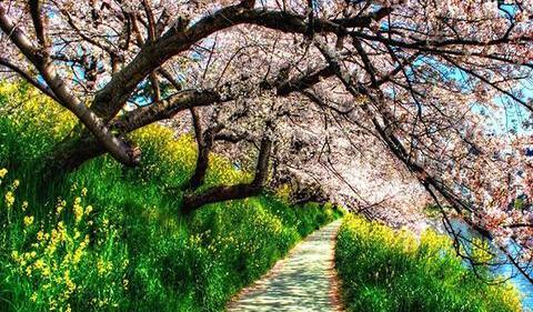 عکس منظره بهاری فول اچ دی