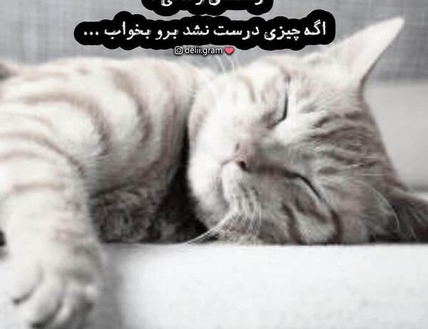 عکس عاشقانه گربه ها