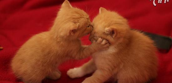 عکس عاشقانه گربه ها