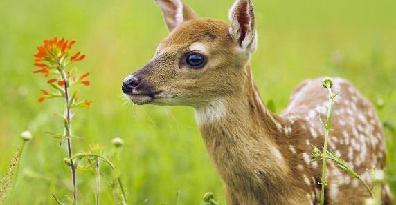 عکس بچه آهو کارتونی