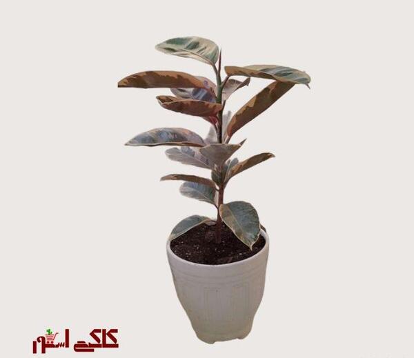 عکس گل آپارتمانی فیکوس