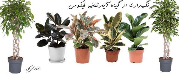 عکس گل آپارتمانی فیکوس