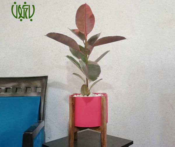 عکس گل آپارتمانی فیکوس