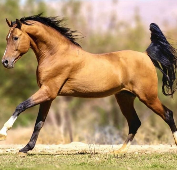 عکس قوی ترین اسب جهان