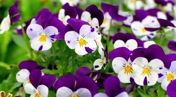 عکس گل بنفشه وحشی