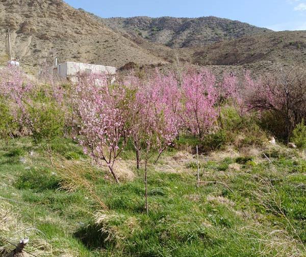 عکس طبیعت دهبکری