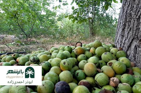عکس طبیعت دهبکری