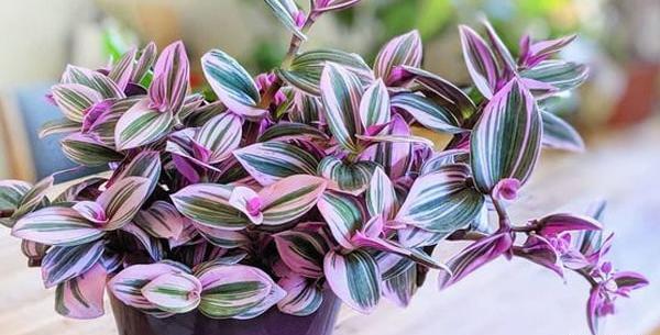 عکس گل چشم آهویی