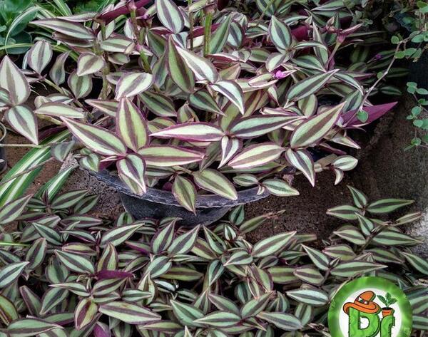 عکس گل چشم آهویی
