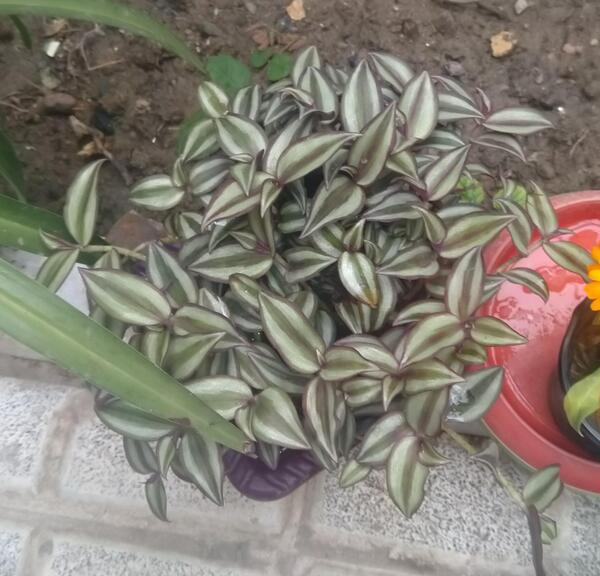 عکس گل چشم آهویی