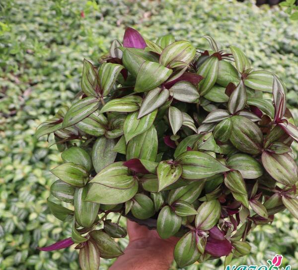 عکس گل چشم آهویی