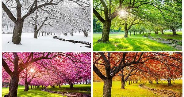 عکس طبیعت در چهار فصل
