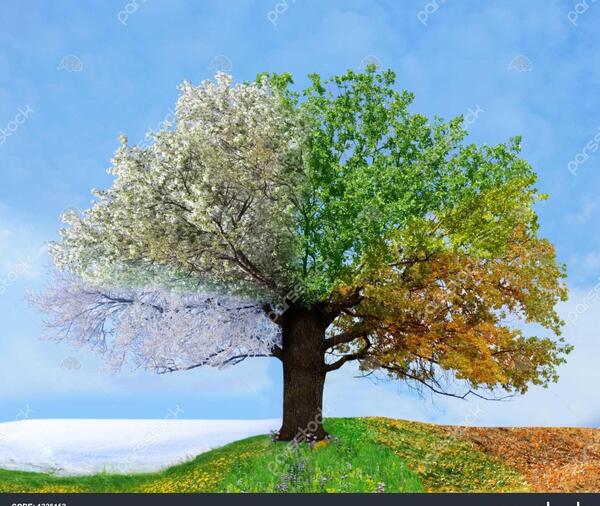 عکس طبیعت در چهار فصل