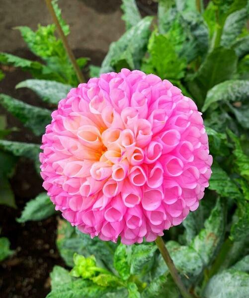 عکس هایی از طبیعت گل و گیاه