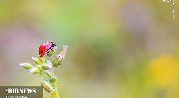 عکس هایی از طبیعت گل و گیاه