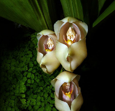 عکس هایی از طبیعت گل و گیاه
