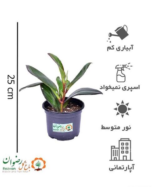 عکس گل قاشقی لب ماتیکی