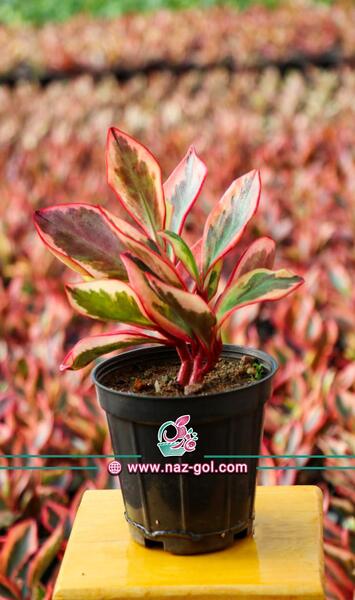 عکس گل قاشقی لب ماتیکی