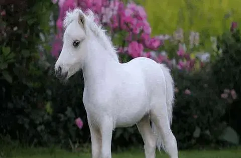 عکس اسب پا کوتاه زیبا