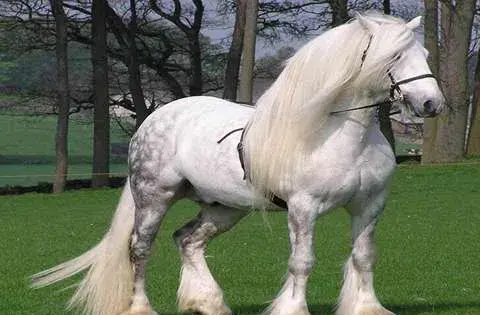 عکس اسب پا کوتاه زیبا