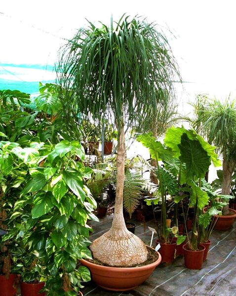 عکس انواع گل لیندا
