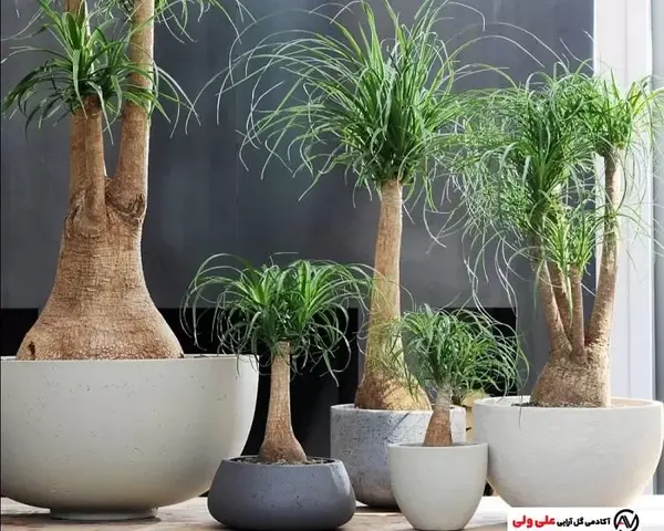 عکس انواع گل لیندا