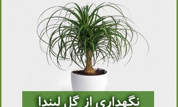 عکس انواع گل لیندا