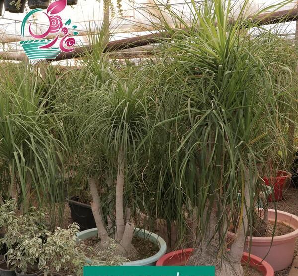 عکس انواع گل لیندا