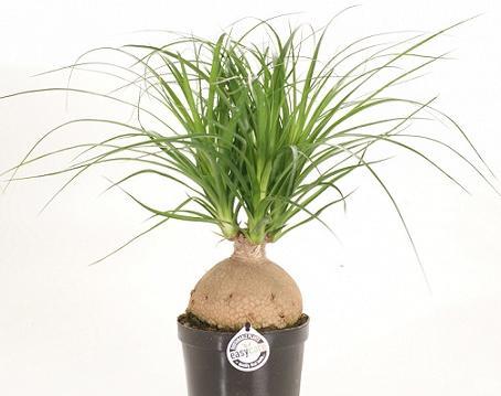 عکس انواع گل لیندا