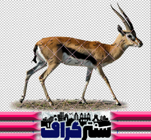 عکس زیبای آهو