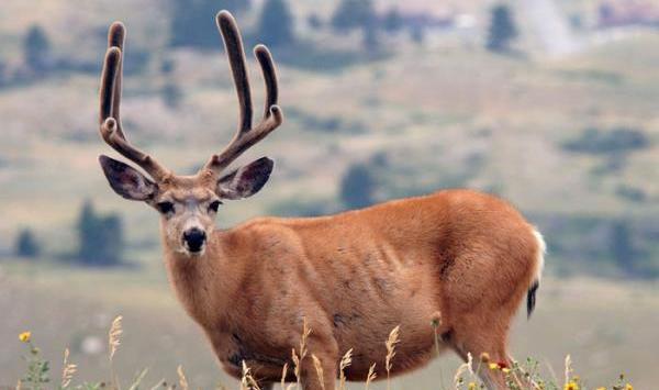 عکس زیبای آهو