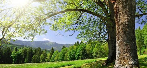 عکس فول اچ دی طبیعت برای کامپیوتر