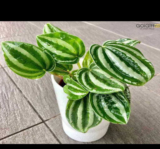 عکس گل برگ قاشقی