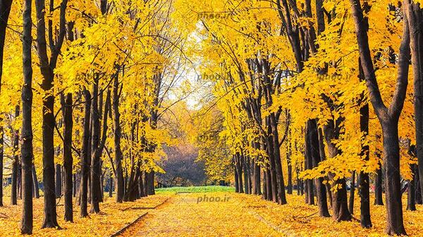 عکس از درختان و طبیعت