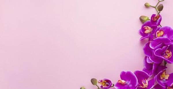 عکس حاشیه گل برای متن